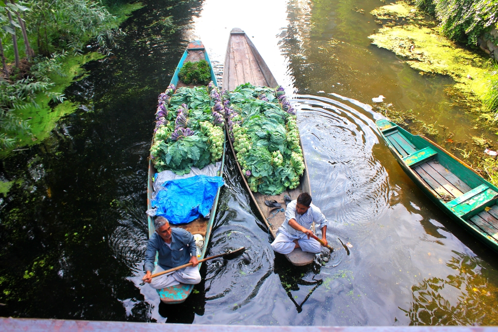 Two vegetable vendors rowing in the back waters of Dal Lake.